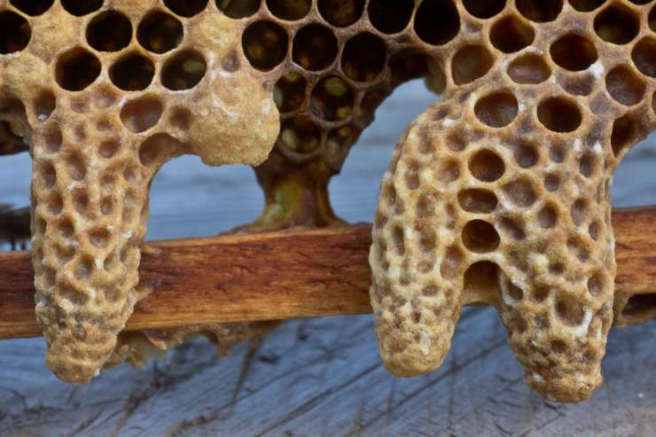 api fossili 3.000 anni