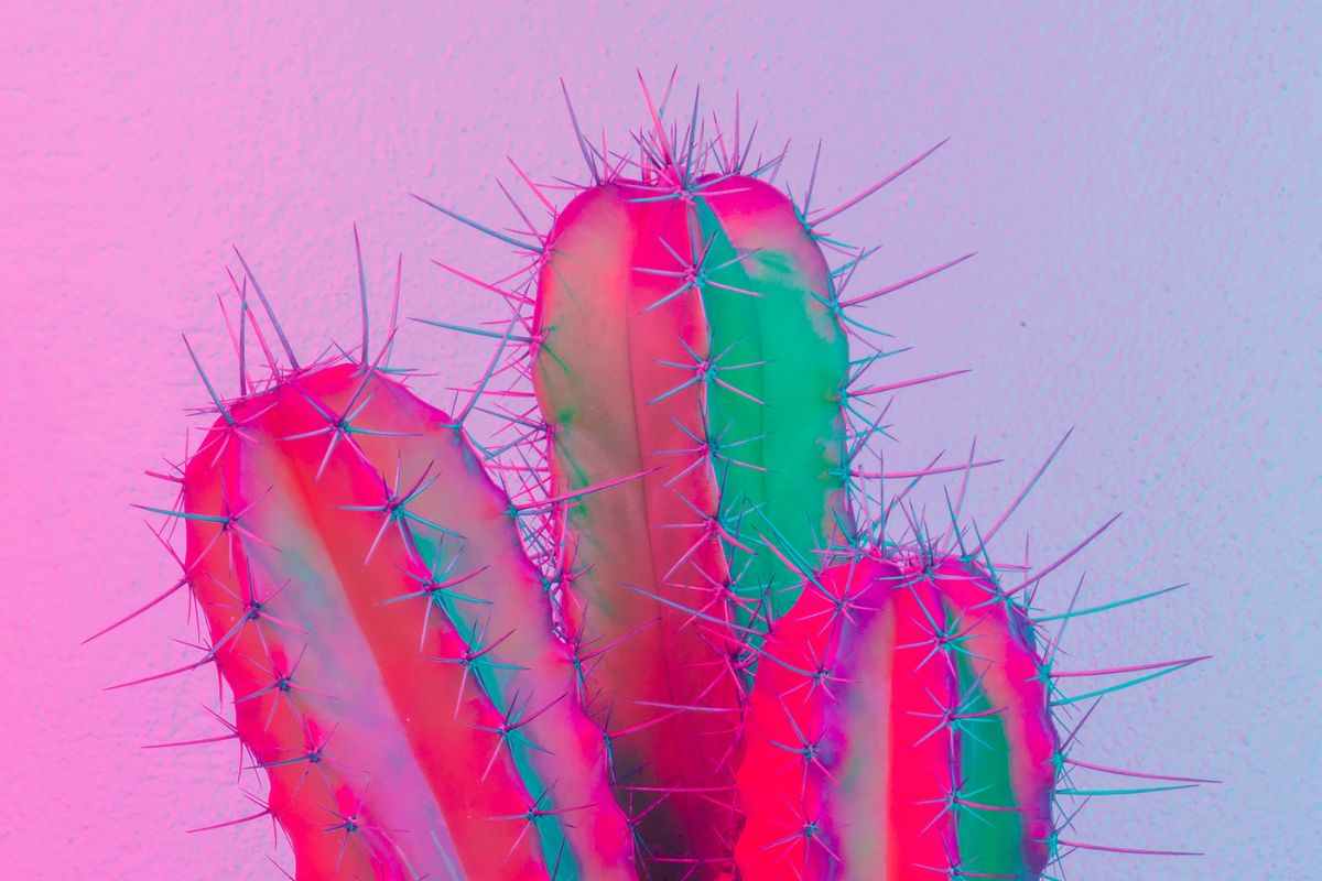 Moltiplicare i cactus: come si fa?