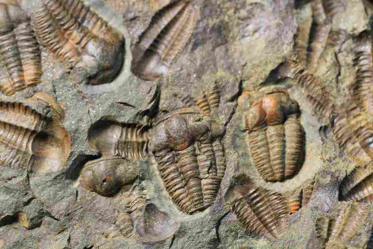 fossili insetti 3.000 anni