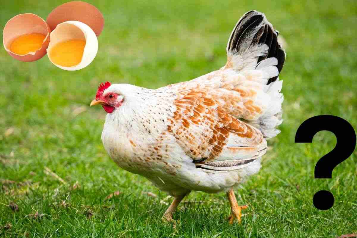 Uovo o gallina cos'è nato prima?